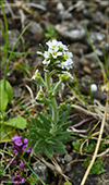 Fjallavrperla / Draba norvegica Gunn. (Draba rupestris R.Br.)