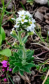 Fjallavrperla / Draba norvegica Gunn. (Draba rupestris R.Br.)