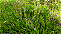 Vanligur heiðalyngur, hvítur / Calluna vulgaris (L.) Hull 