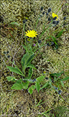 Smyrilsurt / Hieracium sp.