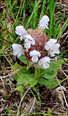 Hvtur trllabtsmanshattur / Prunella vulgaris L. Vgar 15.07.2022