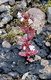 Eygnagras / Euphrasia officinalis