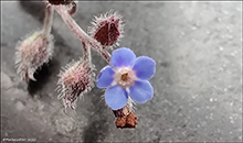 Hoylús (DK) Bakke-Forglemmigej / Myosotis ramosissima