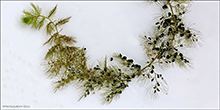 Blrurt / Utricularia vulgaris/australis 