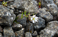 Ekrulnbendil / Spergula arvensis L.