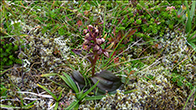 Dactylorhiza viridis (Linn) R.M. Bateman, Pridgeon & M.W. Chase. Eysturoy 2022.