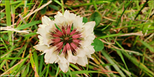 Seyasmra / Trifolium repens (L.)