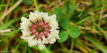 Seyasmra / Trifolium repens (L.)