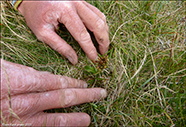 Grnlig barnart / Grnligt hjnagras / Coeloglossum viride (L.) Hartm. Nlsoy 2022.