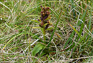 Grnlig barnart / Grnligt hjnagras / Coeloglossum viride (L.) Hartm. Nlsoy 2022.