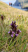 slendskt loppugras / Gentianella campestris