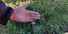 Margblmdur rlikur / Achillea millefolium L., Fugloy.