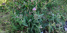 Margblmdur rlikur / Achillea millefolium L., Fugloy.