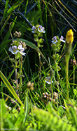 Eygnagras / Euphrasia officinalis