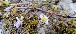 Eygnagras / Euphrasia officinalis