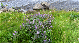 Hestamynta / Mentha aquatica L.