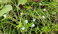 Akurhoyls / Myosotis arvensis (L.) Hill)