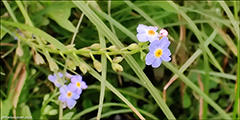 Akurhoyls / Myosotis arvensis (L.) Hill)