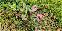 Reysmra / Trifolium pratense L. Sandoy.