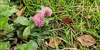 Reysmra / Trifolium pratense L. Sandoy.