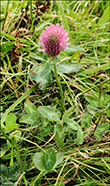 Reysmra / Trifolium pratense L. Sandoy.