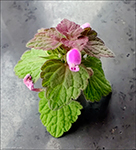 Rey tvtonn / Lamium purpureum L.