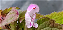 Rey tvtonn / Lamium purpureum L.
