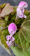 Rey tvtonn / Lamium purpureum L.