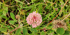 Skotasmra / Trifolium hybridum subsp hybridum L. 