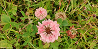 Skotasmra / Trifolium hybridum subsp hybridum L. 