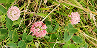 Skotasmra / Trifolium hybridum subsp hybridum L. 