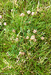 Skotasmra / Trifolium hybridum subsp hybridum L. 