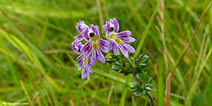 Eygnagras / Euphrasia officinalis