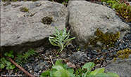 Díkiæviblóma / Gnaphalium uliginosum L.