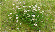 Seyasmra / Trifolium repens L. sp.