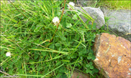 Seyasmra / Trifolium repens L. sp.