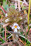 Eygnagras / Euphrasia officinalis