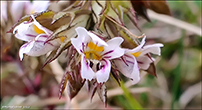 Eygnagras / Euphrasia officinalis