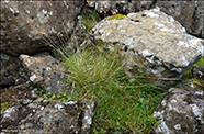 Skyggjandi puntalastrá / Deschampsia flexuosa 