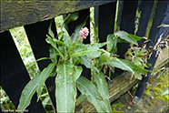 Tjarnarblkuurt / Polygonum amphibium L.