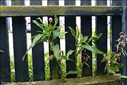 Tjarnarblkuurt / Polygonum amphibium L.