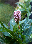 Tjarnarblkuurt / Polygonum amphibium L.