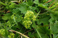 Snøgg skøra / Alchemilla glabra