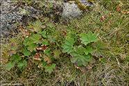 Snøgg skøra / Alchemilla glabra