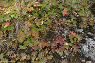 Snøgg skøra / Alchemilla glabra