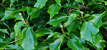 Hedera helix