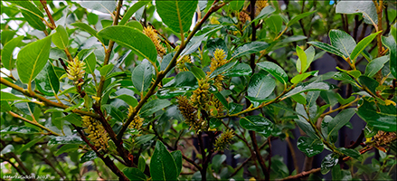 Pálmapílur / Salix phylicifolia L.