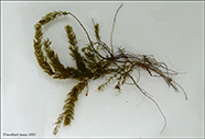 artsundbla / Myriophyllum alterniflorum DC.