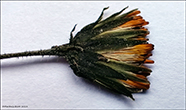 Smyrilsurt / Hieracium sp.