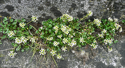 Lknaeirisgras / Cochlearia officinalis